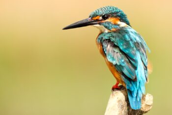 A Kingfisher perching on a branch.